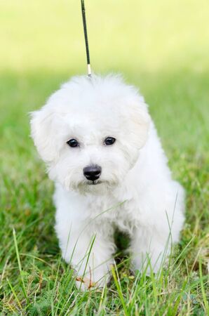 Walking cute Bichon Frise puppy on a leash in green grass outdoors. Portrait shoot. Shallow depth of field.の写真素材