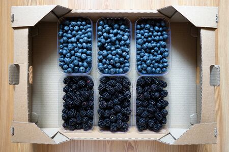 Six plastic containers full of fresh blackberries and blueberries standing inside a cardboard shipping box.の写真素材