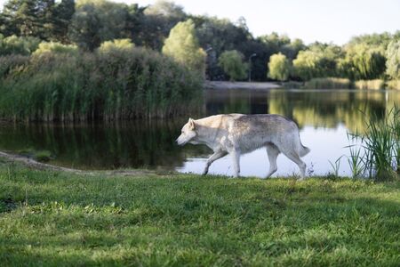 A young wolf-like dog is walking along the lake. Daytime, selective focus.