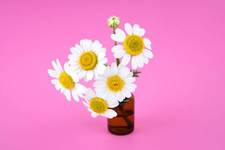 Romantic flower composition made of blooming daisies in a tiny glass bottle on a pink background. Simple and elegant seasonal beauty and gifts of nature.の写真素材