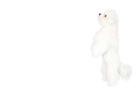 Side view of a fluffy Bichon Frise dog posing straight up against a white background. Studio shot, copy space.の写真素材