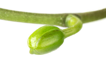 Extreme close-up of an orchid bud isolated on white backgroundの写真素材