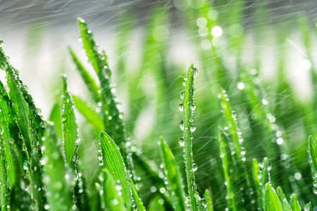 Fresh green grass with water drops in the rain. Soft focus, blurred background.の写真素材