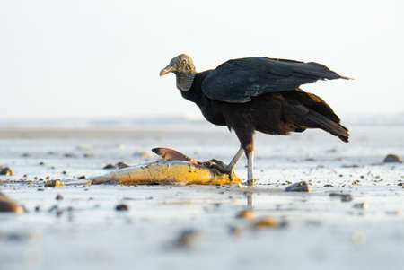 Portrait of a black vulture eating a baby shark washed ashore at sunset. Wildlife of Costa Rica.の写真素材