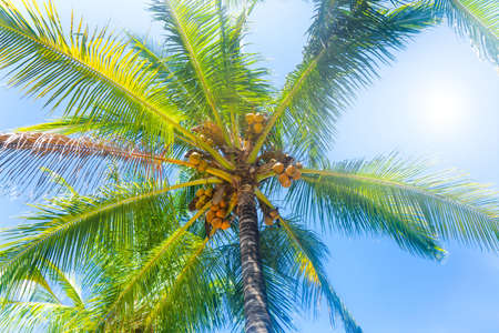 Bottom view of a coconut palm tree filled with sunlight at noon. Remote vacation concept.