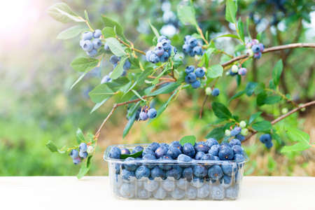Plastic container full of blueberries standing on a wooden table by a blueberry bushの写真素材