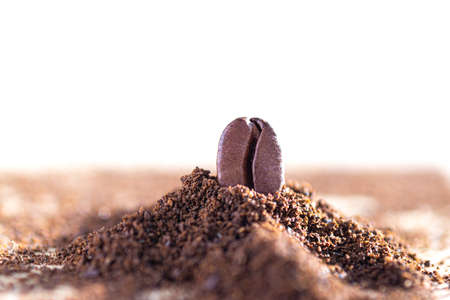 Close-up of a coffee bean in a pile of fresh ground coffeeの写真素材