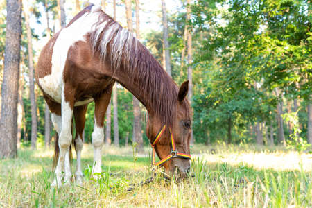 Horse grazing in a forest glade on a sunny dayの写真素材
