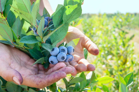 Close-up of stained female hands picking ripe blueberriesの写真素材