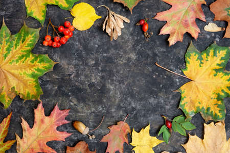 Vibrant autumn background made of vivid fallen leaves and seasonal berries framed around a grungy...