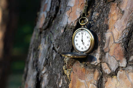 Close-up on an old fashioned pocket watch on a tree trunk barkの写真素材