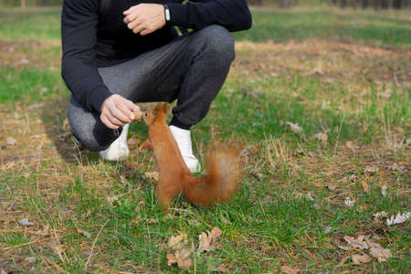Red squirrel takes a whole walnut from a man's hand