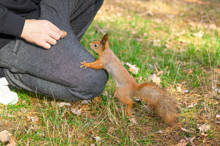 Man hand feeding a squirrel with a walnutの写真素材
