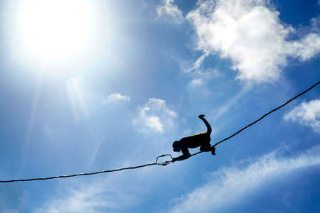 Monkey moving across the wires of the power line in Costa Rica. Wildlife electrocutions problem.の写真素材