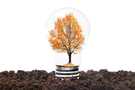 Miniature tree with autumn leaves inside a light bulb growing in the soil. Clean and sustainable...