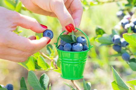 Close-up of female hands with red nails holding a tiny green bucket with handpicked blueberries at...