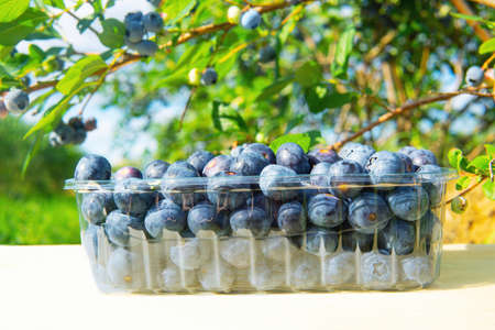 Plastic clear container full of ripe blueberries standing on a wooden table under a bush in the field.の写真素材