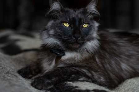 Close-up portrait of a grey colored fluffy cat.