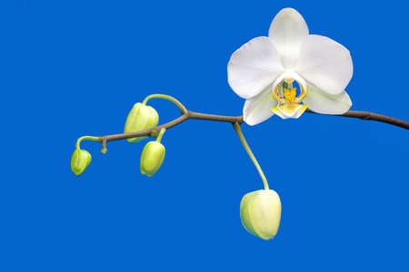 Close-up of an orchid stem with buds and a blooming flower isolated on blue. Springtime background.の写真素材
