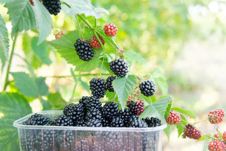 Close-up of a plastic tray with freshly picked ripe blackberries standing under a bush outdoors....