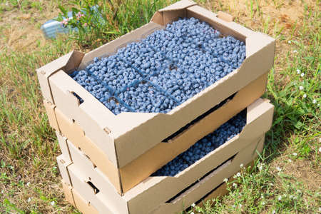 Self-assembly cardboard shipping boxes with freshly picked blueberries stacked in the field.の写真素材
