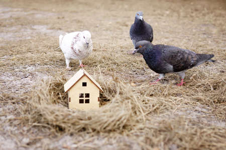 Pigeons inspecting a miniature wooden house standing inside the bird's nest. Choosing a perfect family home.の写真素材