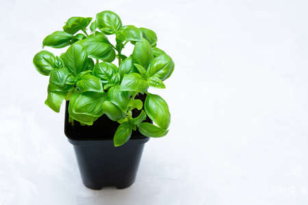 Basil bush in a black pot on a neutral background with copy space.の写真素材