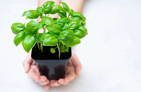 Pot of fresh sweet basil in hands with copy space. Basil planting, caring and harvesting.