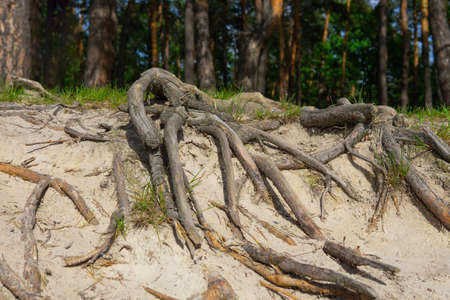 Surface tree roots showing above the ground.の写真素材