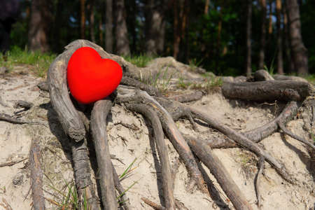 Large red heart shape in exposed tree roots in the forest. The concept of the attachment to the place.の写真素材
