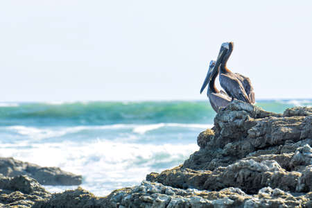 Two brown pelicans resting on the rocks by the ocean. Costa Rican wildlife.の写真素材