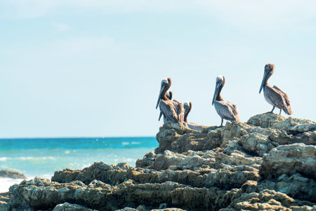 Brown pelicans (pelecanus occidentalis) having a rest on rocks against the ocean background. Costa Rican wildlife.の写真素材