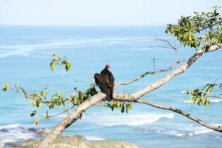 Portrait of a red headed vulture sitting on a tree branch against the ocean background in Costa Rica.の写真素材