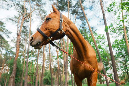 Low angle view of a grazing horse in the forestの写真素材