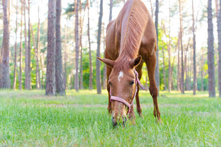 Low angle view of a young horse eating grass in the forest