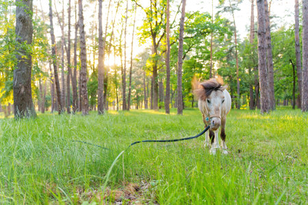 Tied cute little pony grazing in the forestの写真素材