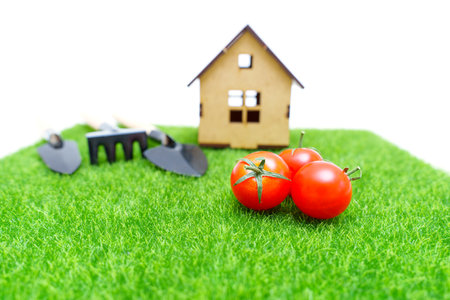 Planting tomatoes at home. House model, gardening tools and fresh ripen tomatoes on a lawn patch.の写真素材
