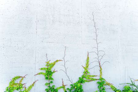 Young creeping plants sticking to a concrete wall outdoors. Natural decoration of walls and fences.の写真素材
