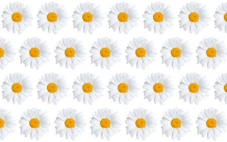 Abstract floral background made from fresh blooming camomiles isolated on white.
