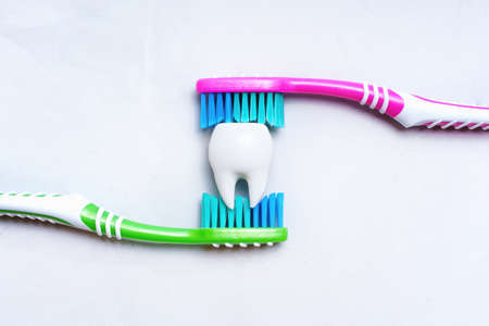 Large white tooth between two colorful toothbrushes isolated on a neutral background. Teeth brushing and healthcare concept.の写真素材