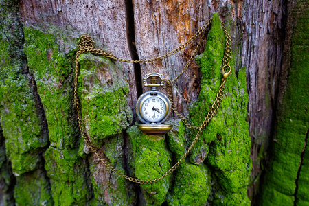 Old fashioned pocket watch with bronze toned chain placed on a moss covered tree in the woods.の写真素材