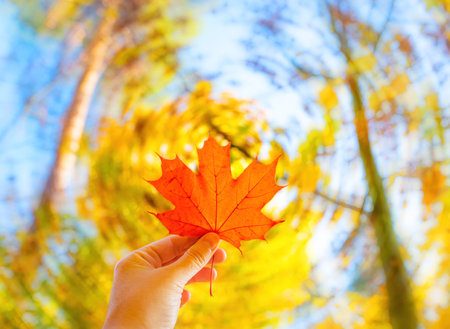 Hand holding a small orange maple leaf against twisted forest background.の写真素材