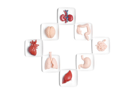 Creative organ donation topic related concept: toy human body organs arranged into a cross shape isolated on white background.の写真素材