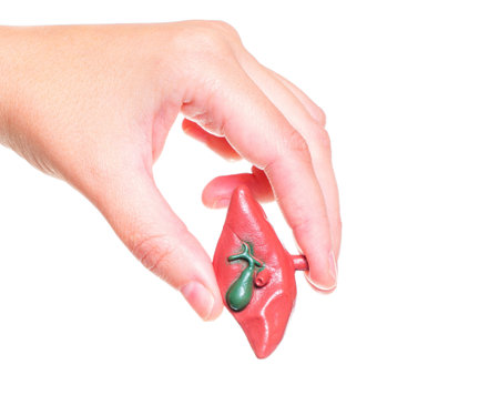 Miniature anatomical copy of a human liver in hand isolated on white background. Teaching digestive system with anatomical models.の写真素材