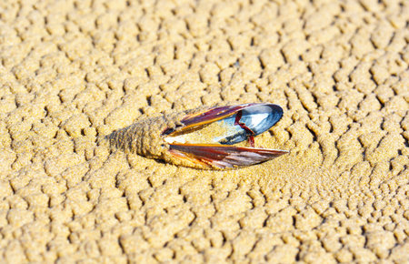 Close-up of a mussel shell resting on a textured sand background. A touch of natural elegance and sophistication: spa and beauty advertisement concept.の写真素材