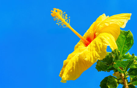 Close-up of a yellow hibiscus flower set against a blue sky.の写真素材
