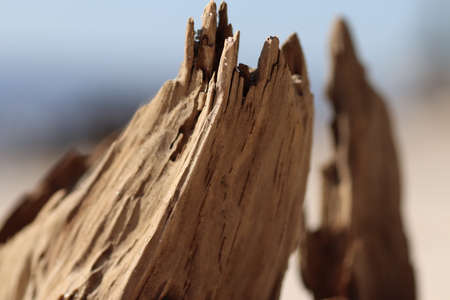 florida driftwood along a panhandle beach.