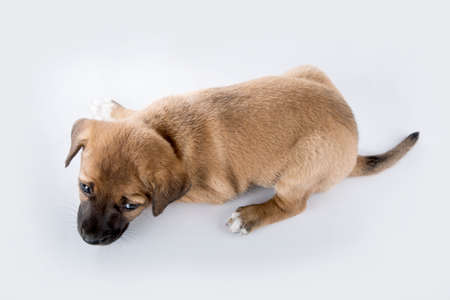 A cute puppie looking studio light with fear の写真素材