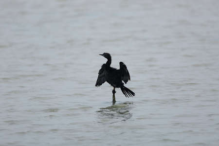Single cormorant wings spread overlooking the river for fish in a branchの写真素材