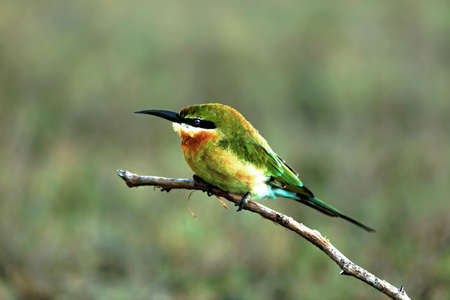 A green bee-eater sitting on a branchの写真素材